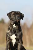 CANE CORSO 815
